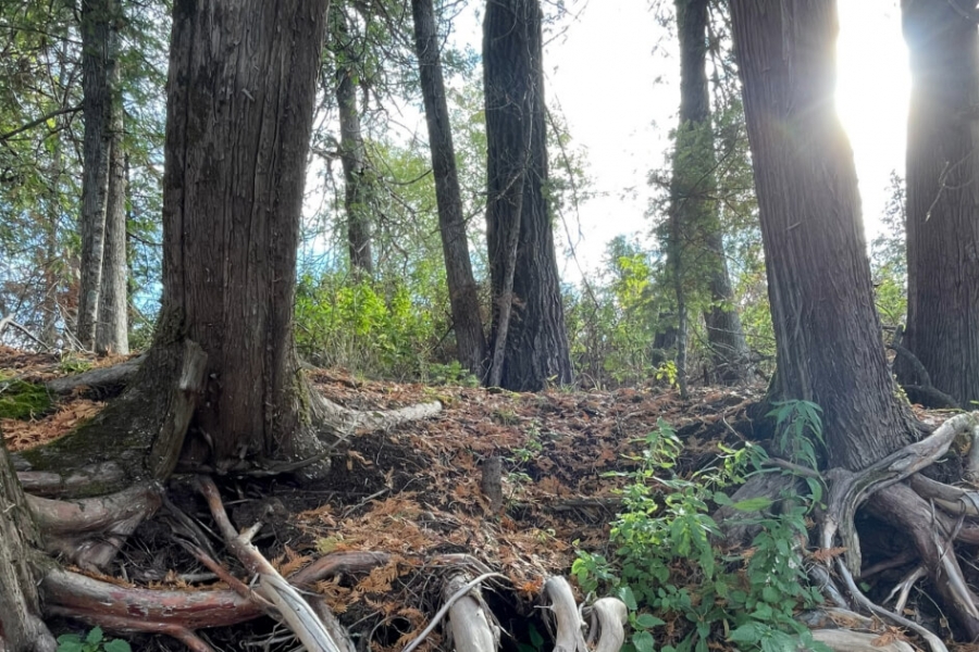 Several trees with exposed roots in a forest setting