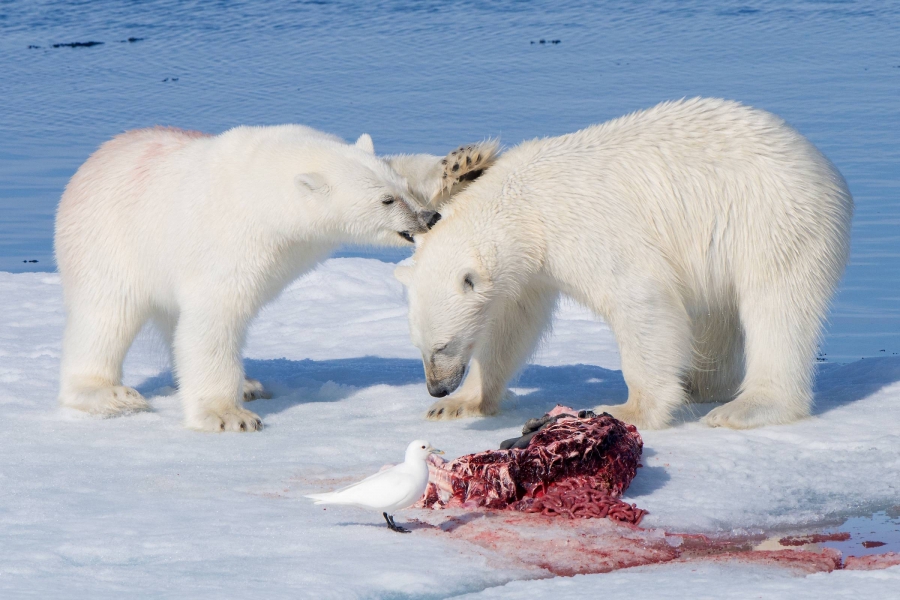 Two polar bears standing on ice fight over a carcass.
