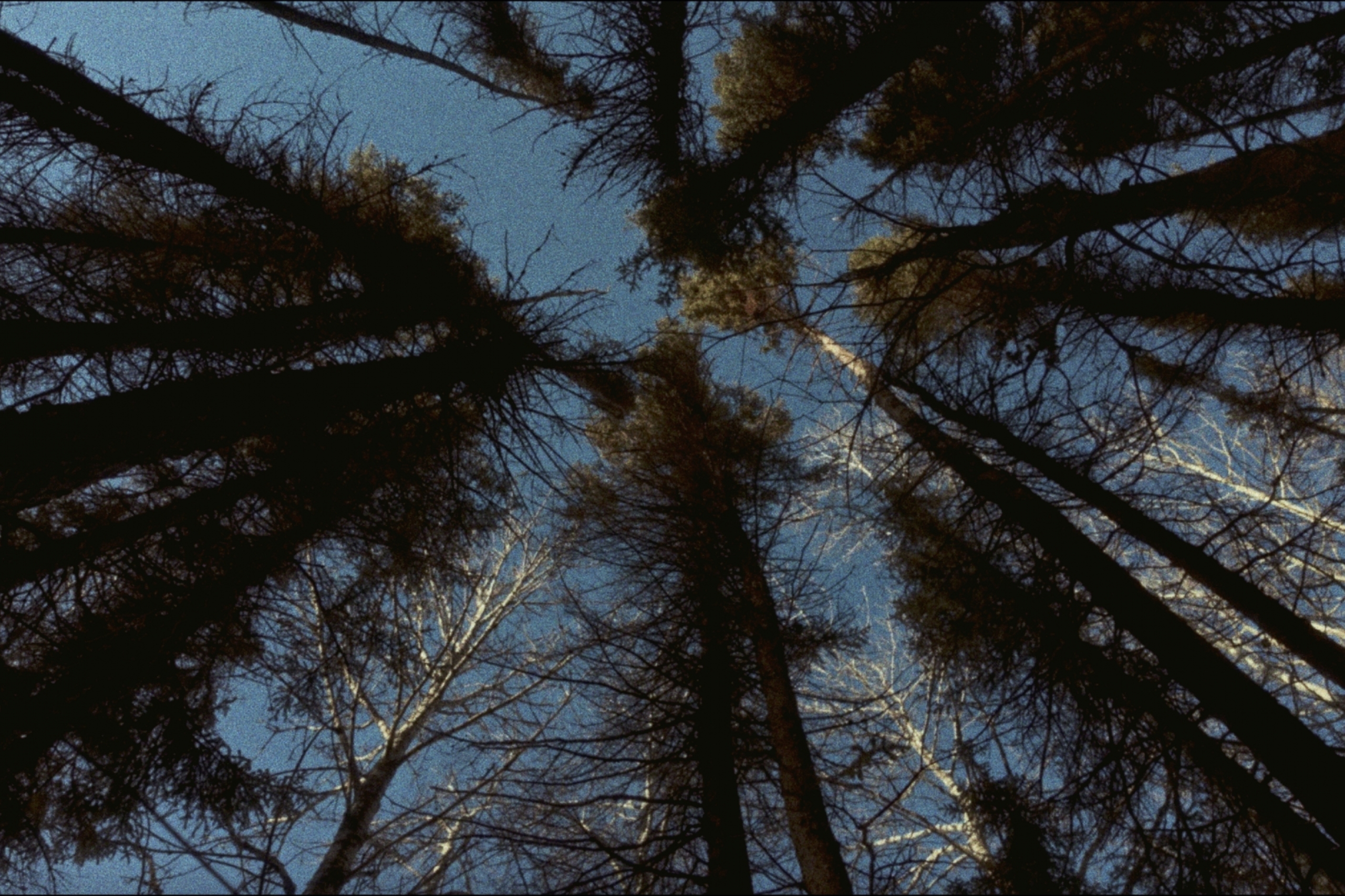 a circle of treetops seen from below