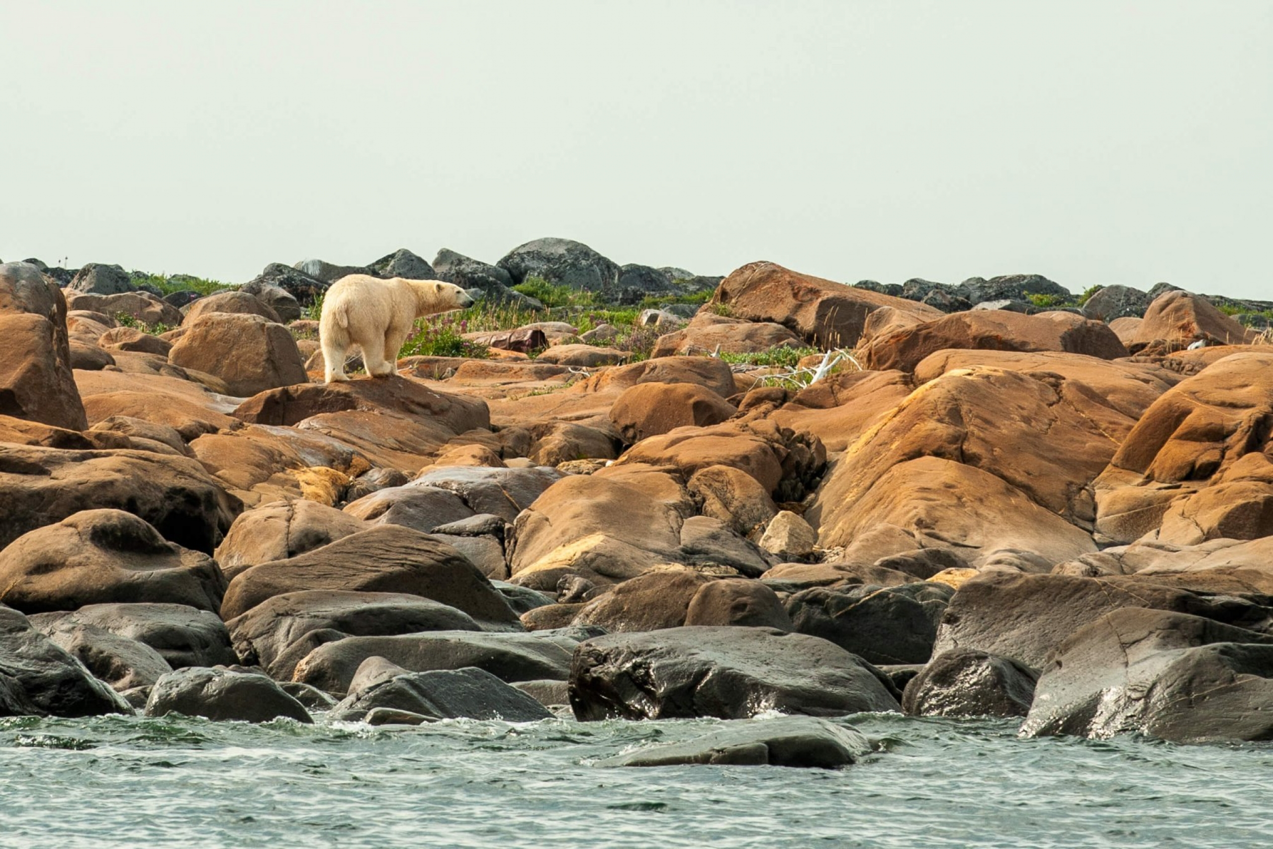 A polar bear walks on rocks.