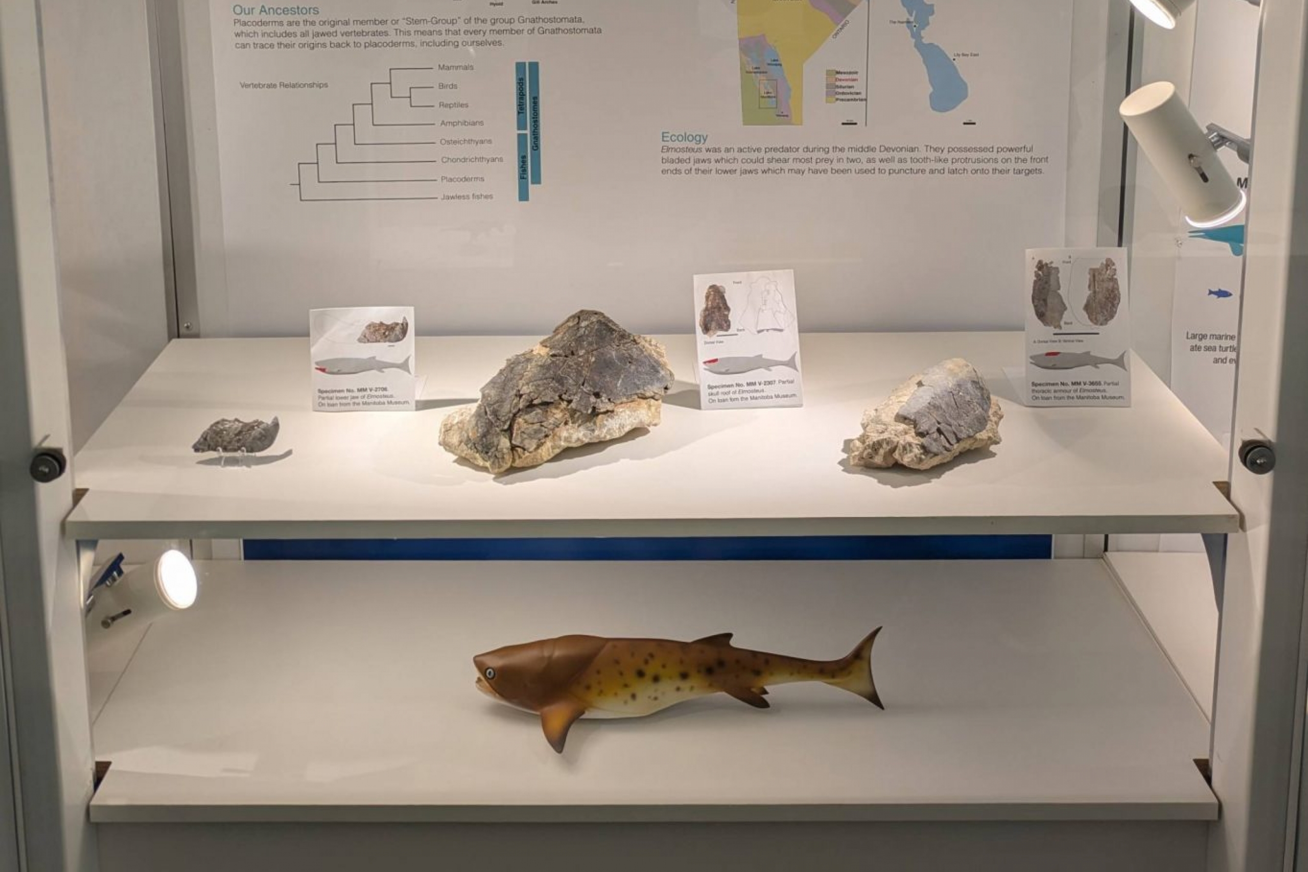 The new exhibit is displayed in the Menagerie along with some other fossil and rock samples.