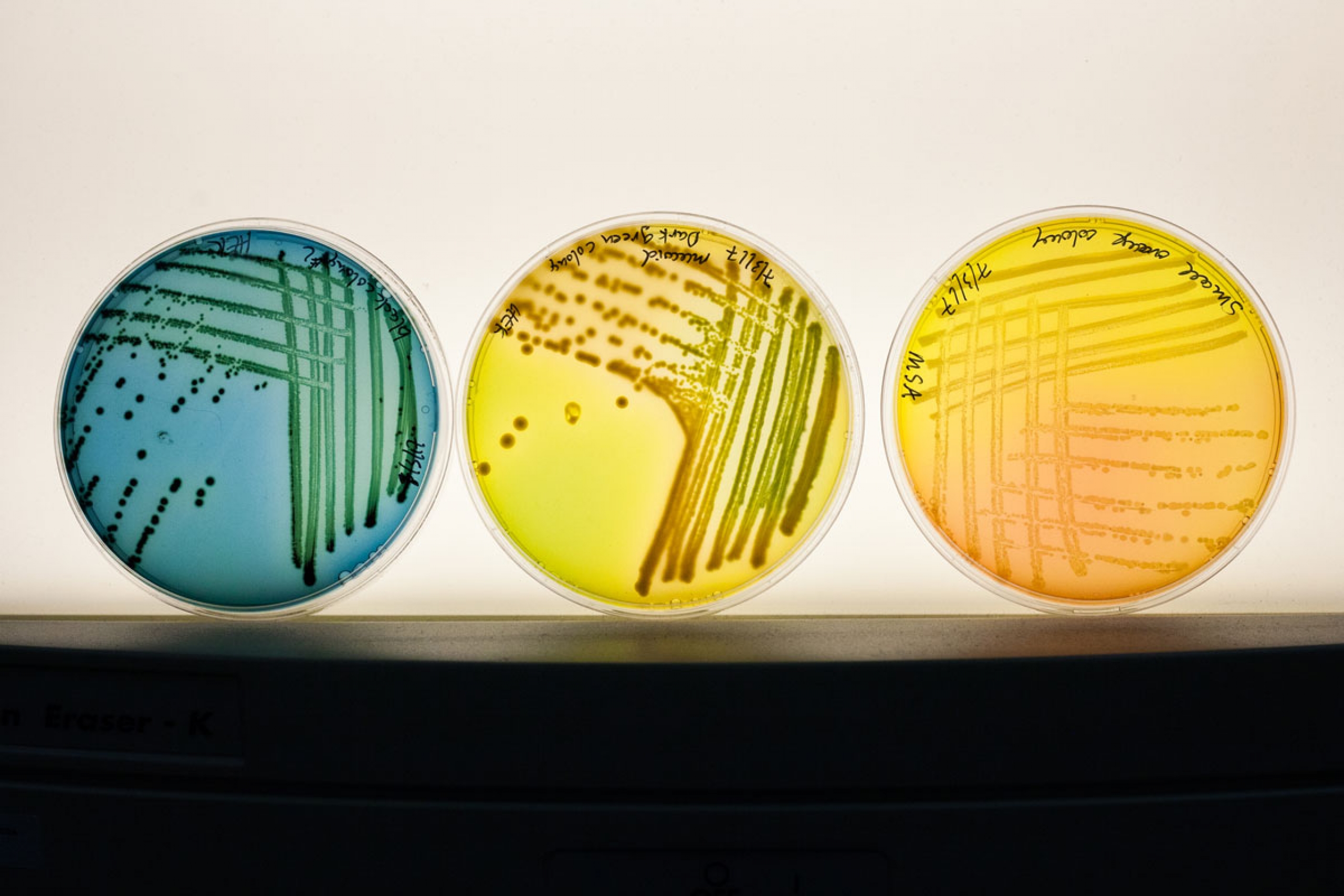 petri dishes
