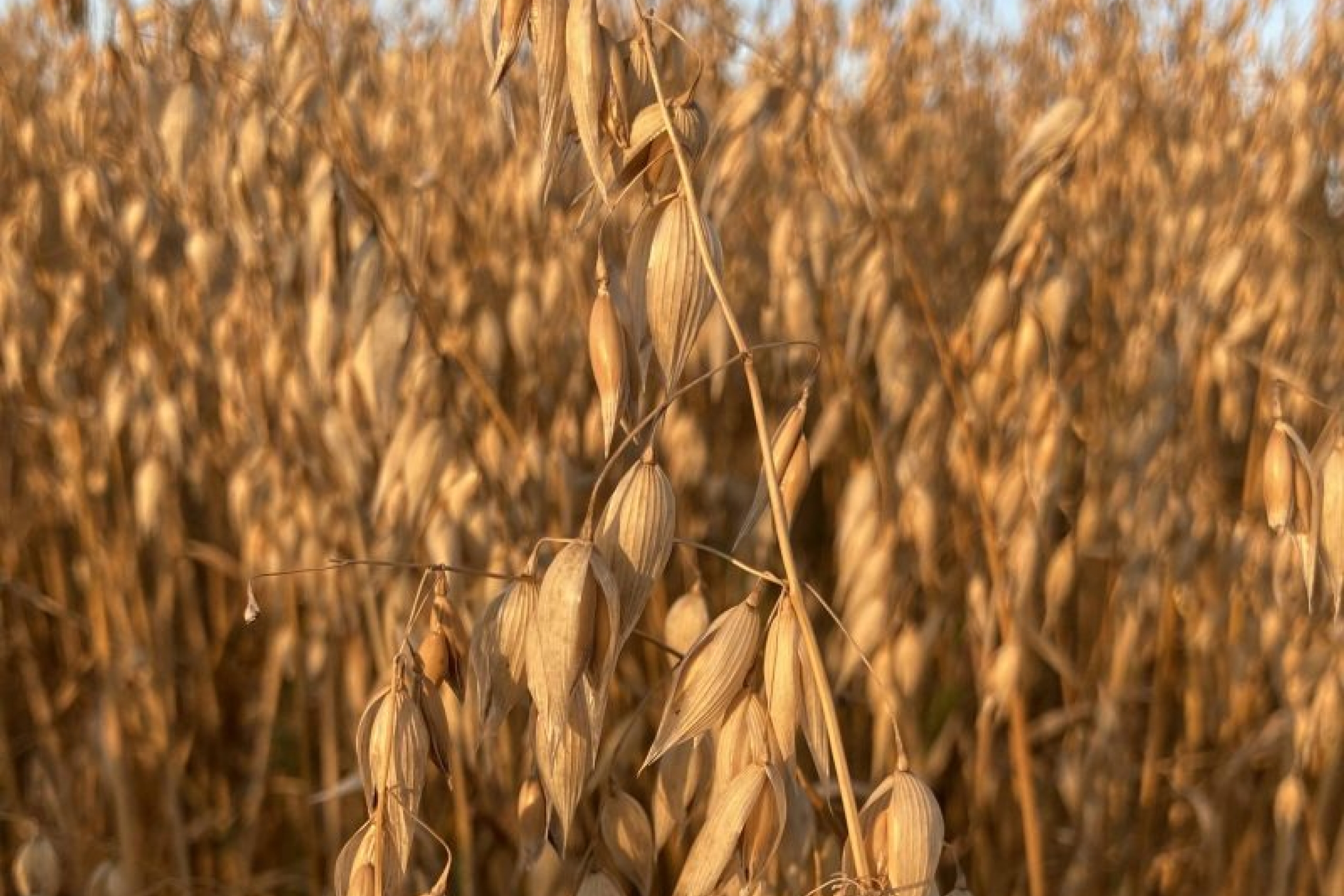 oat plant