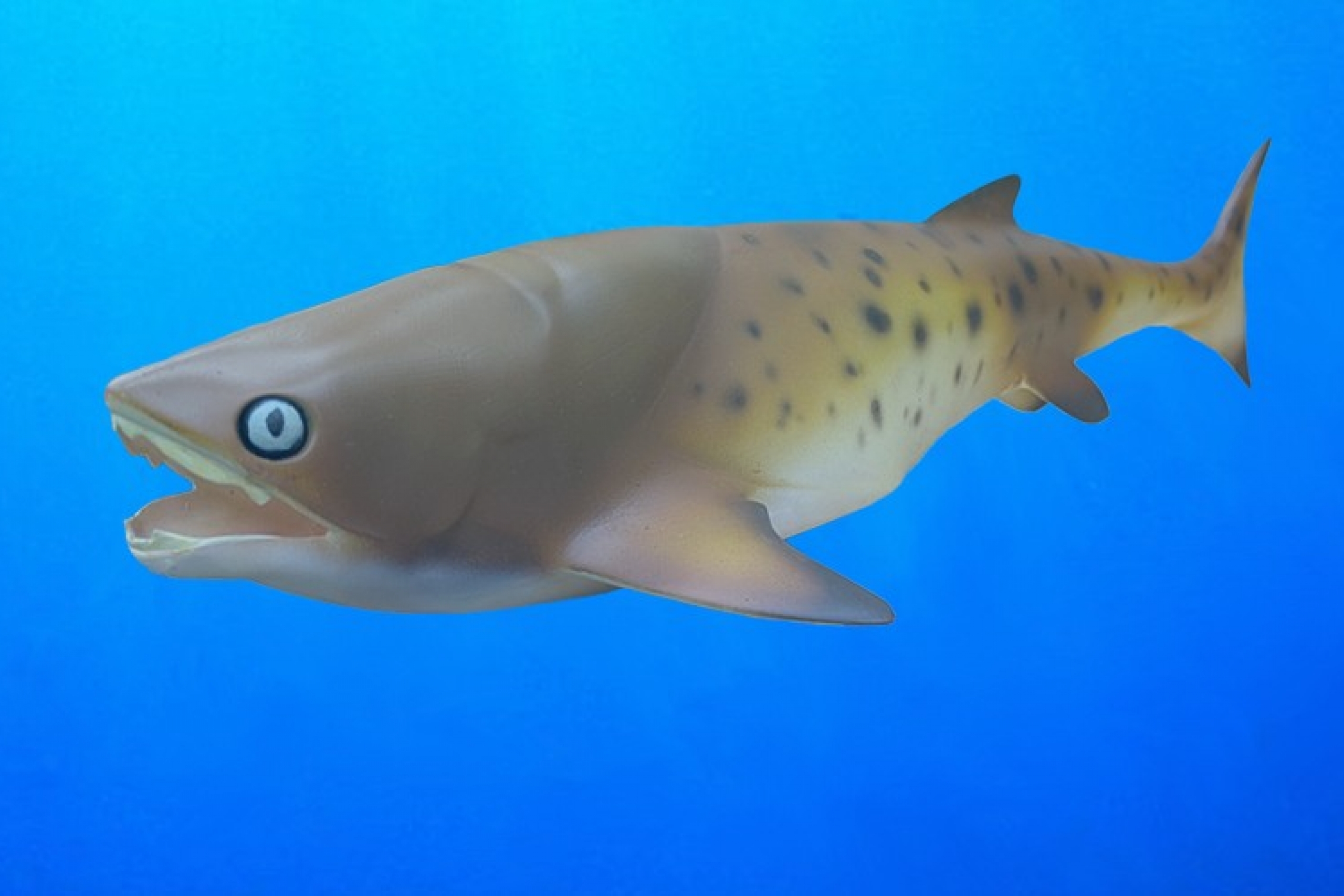 A reconstruction of the new fish as a plastic model.