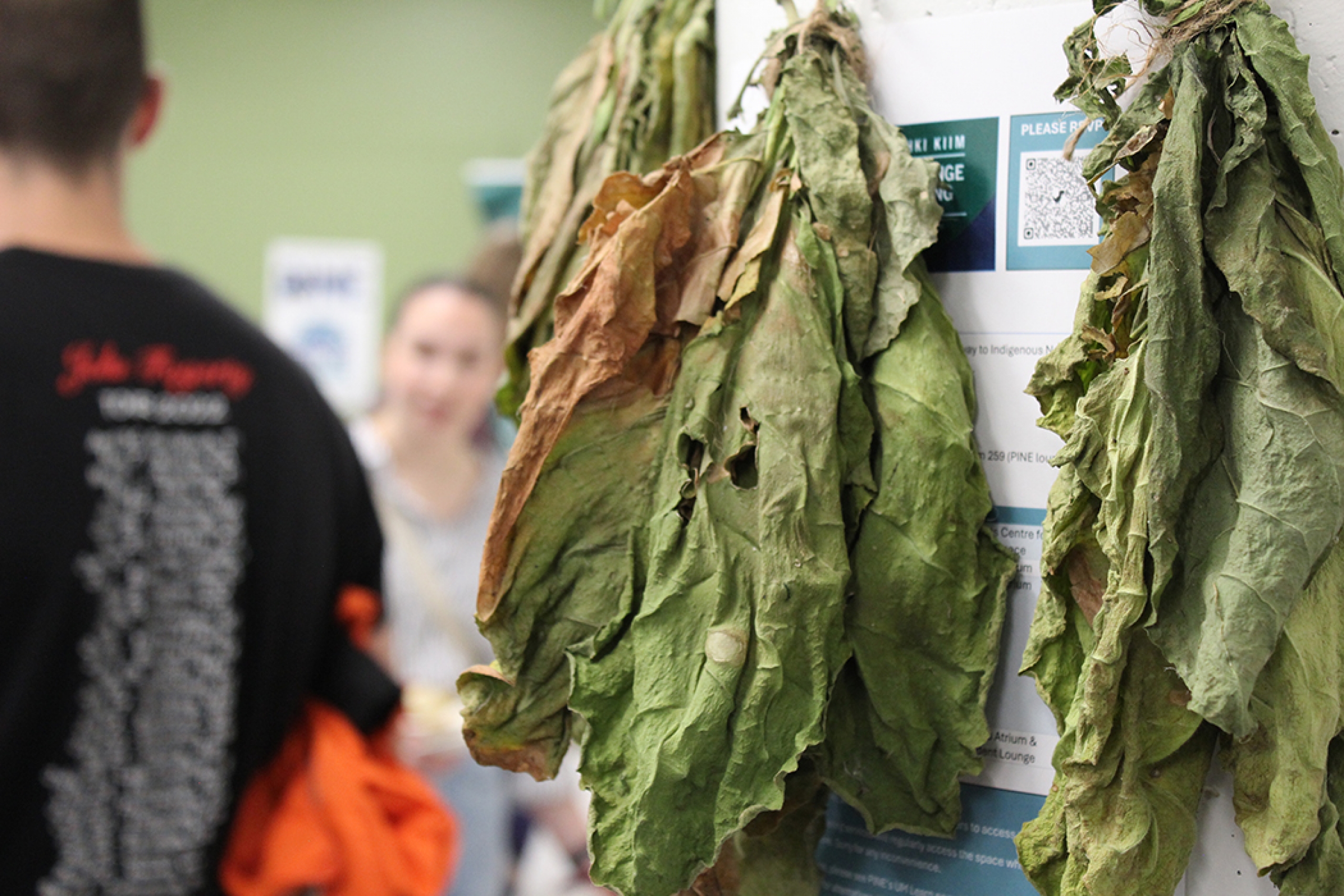 Tobacco leaves harvested from the PINE medicine garden hang in the student lounge.