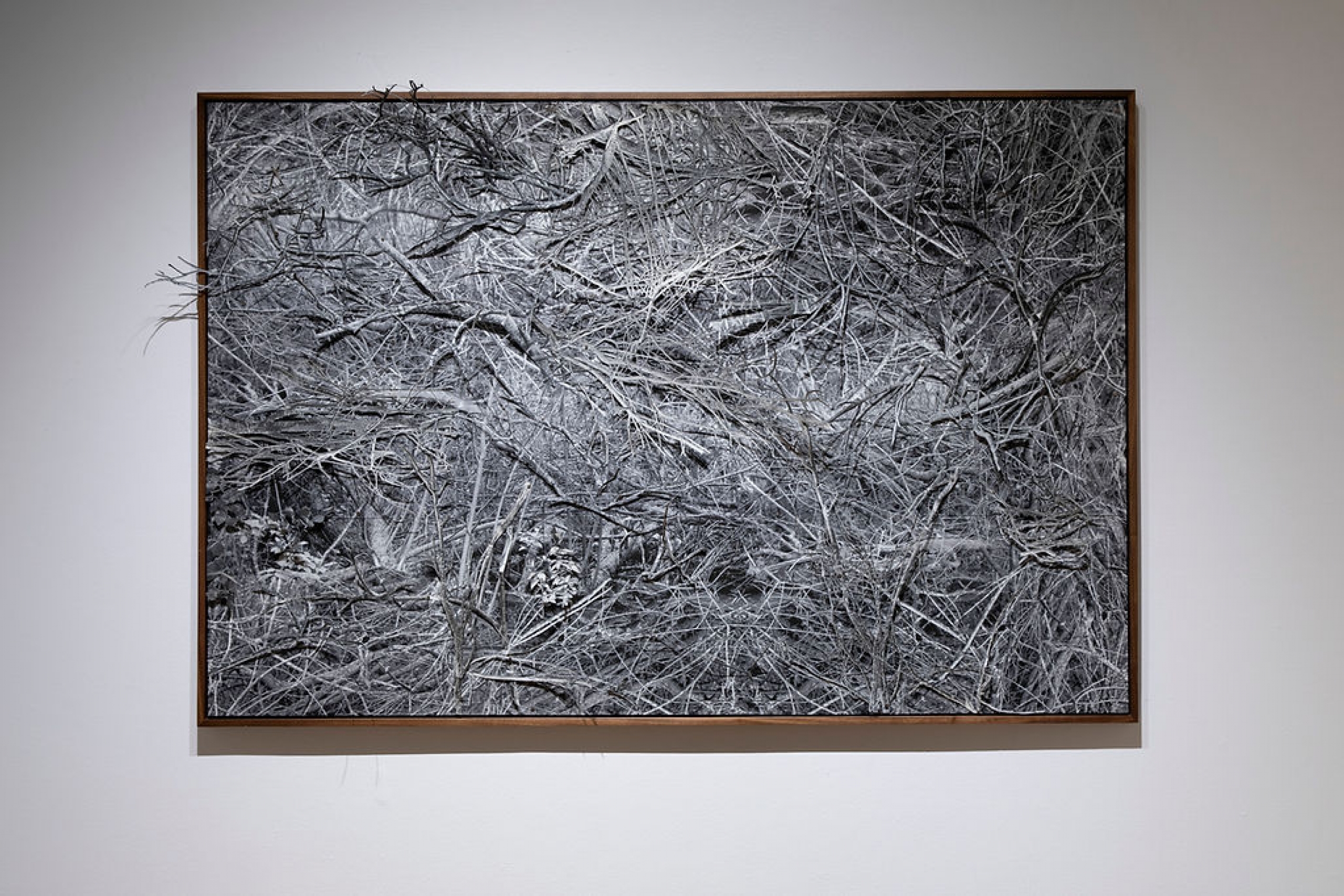 A large framed black-and-white photograph of dense, tangled branches hangs on a white gallery wall.