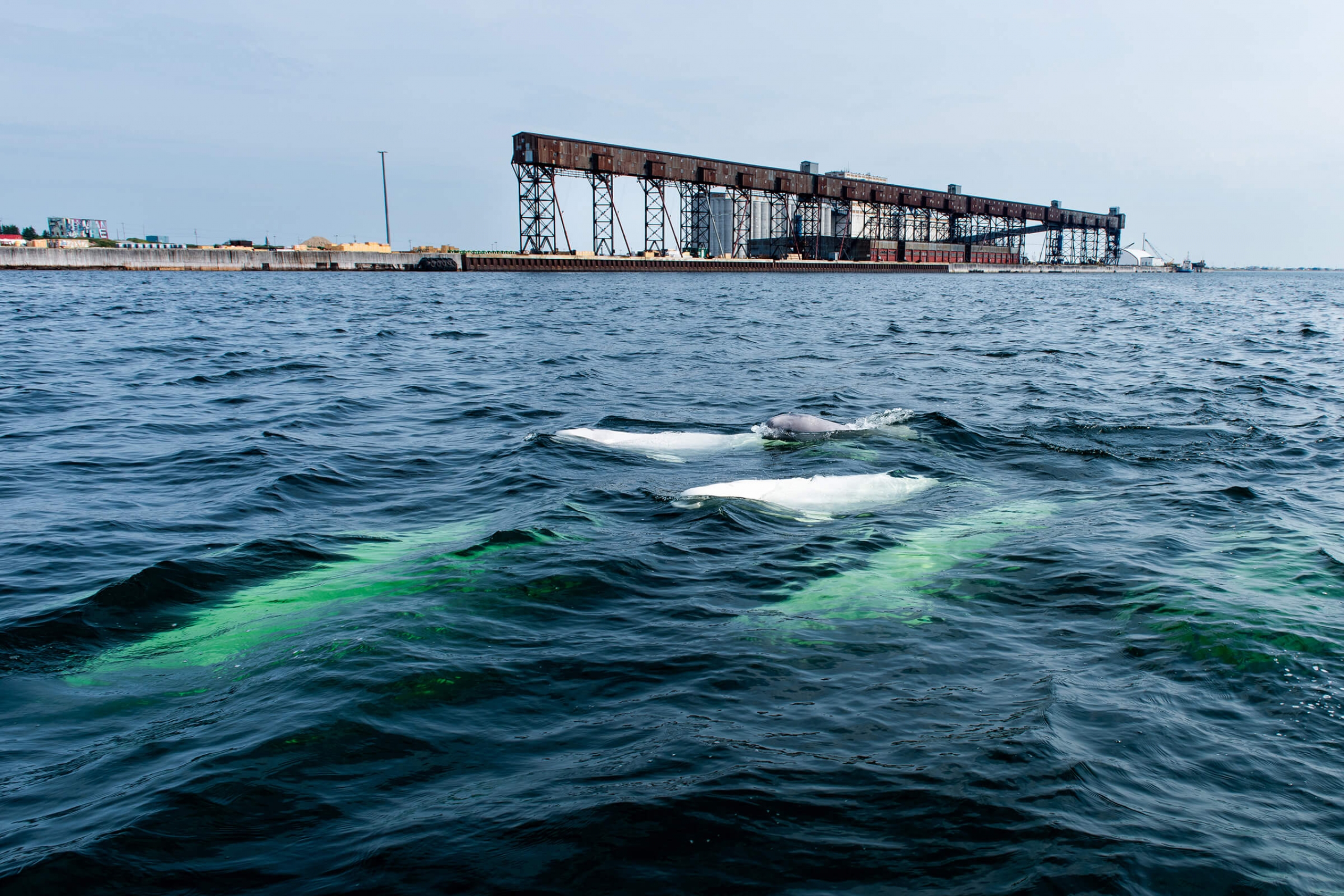 Beluga whales close to the ocean's surface with a research centre in the background