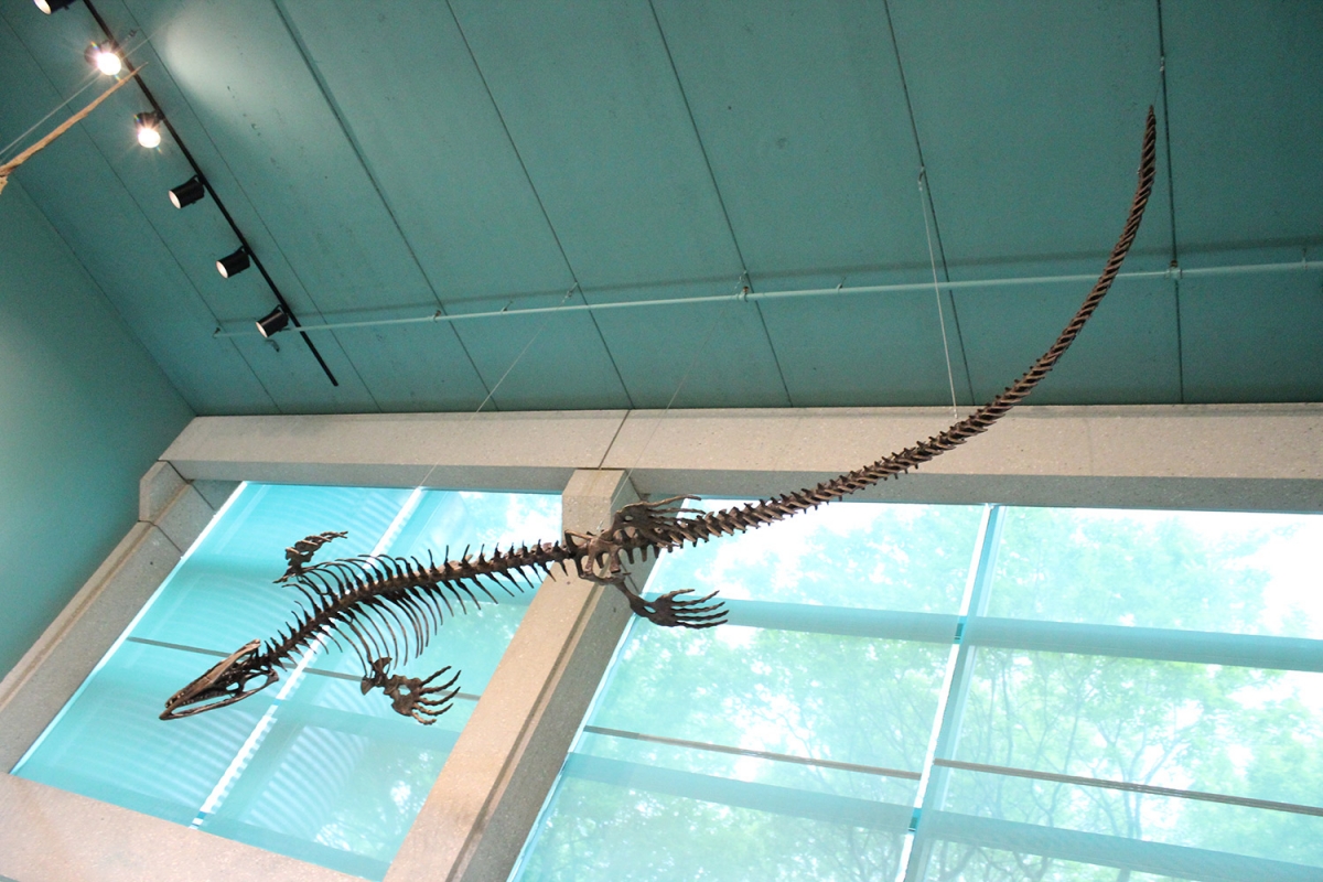   Inside the Ed Leith Cretaceous Menagerie. // Photo by Chris Reid