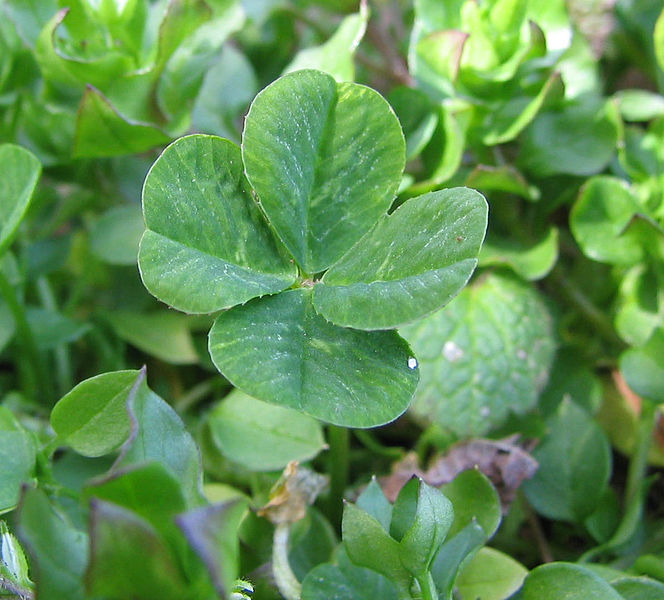 Four-leaf clover