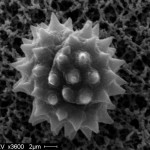 Pollen grain is from balsam ragwort (Senecio pauperculus, Asteraceae)