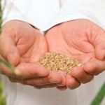 a pair of hands holding wheat