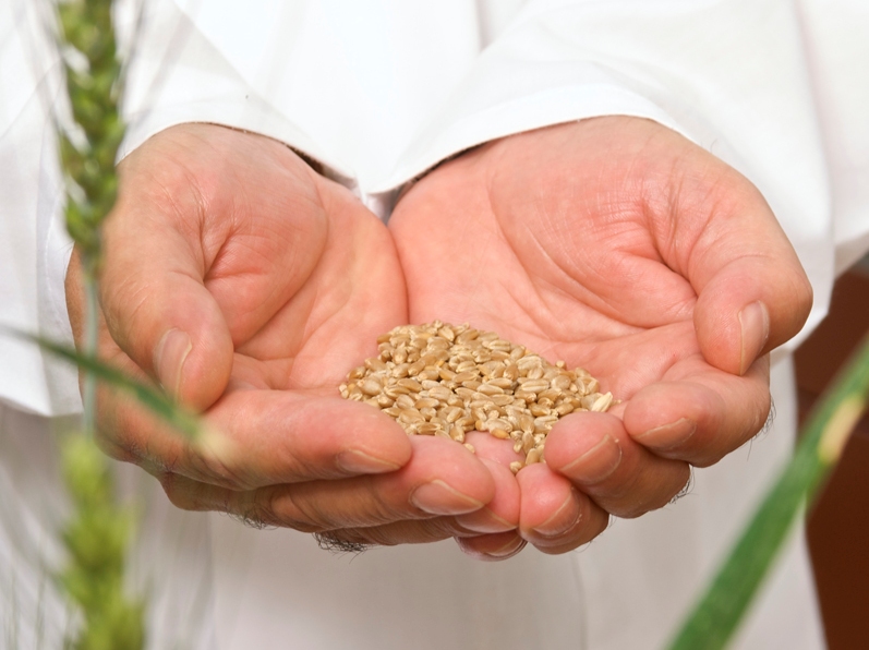 a pair of hands holding wheat