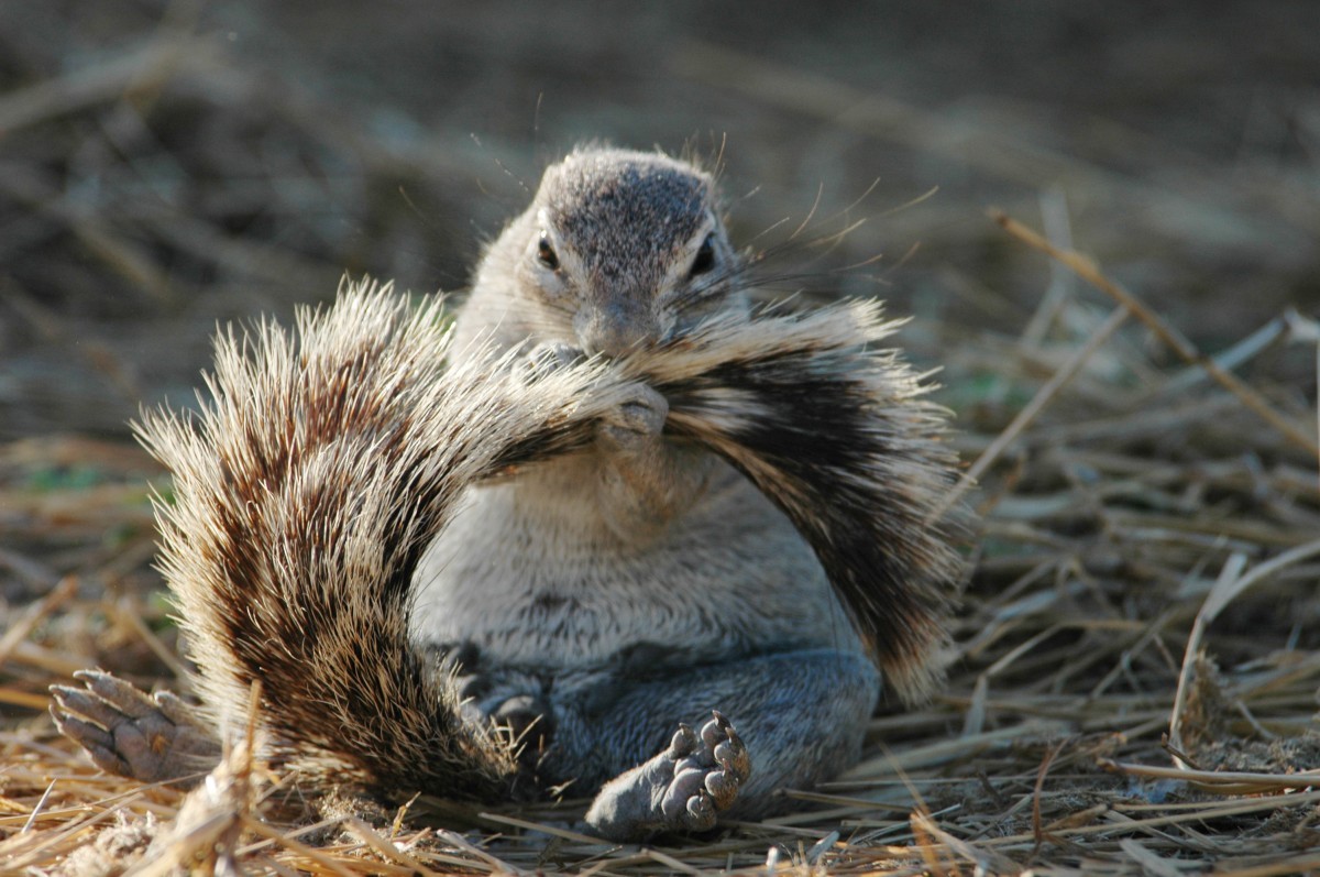 A Cape ground squirrel grooming in Namibia // Photo: Jane Waterman