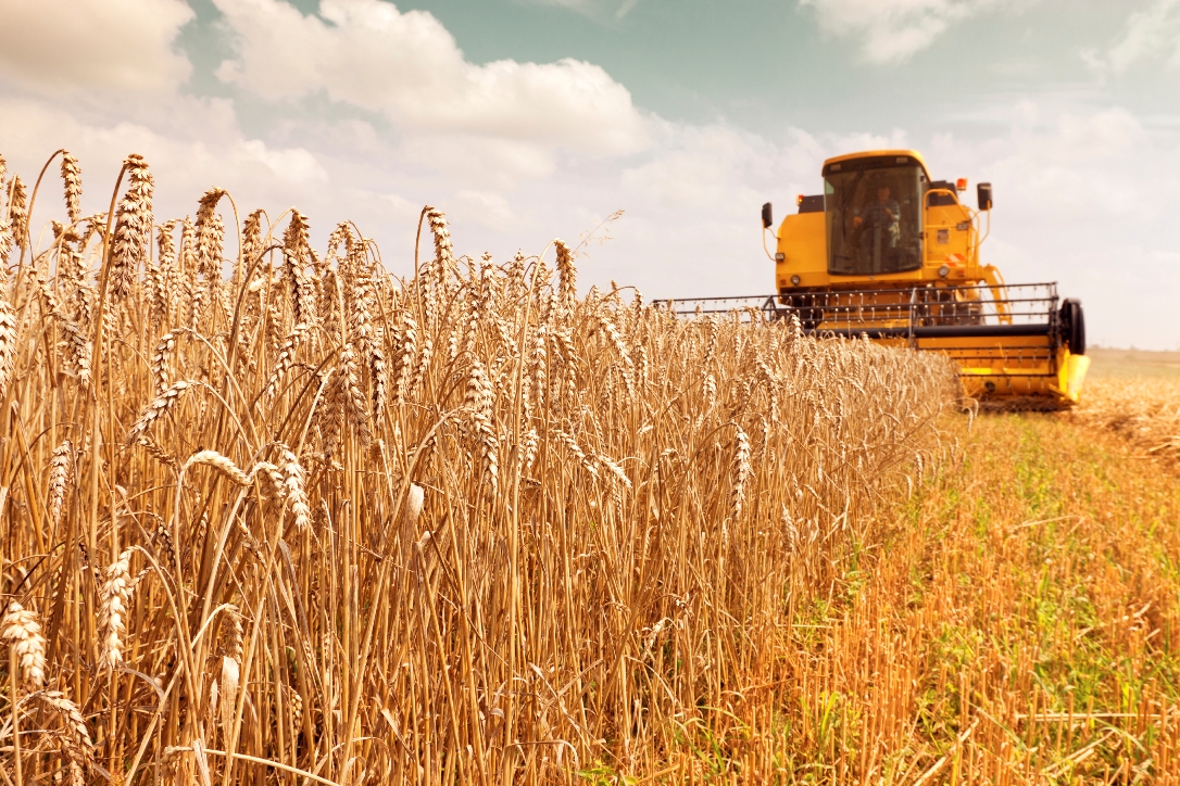 A combine mowing wheat