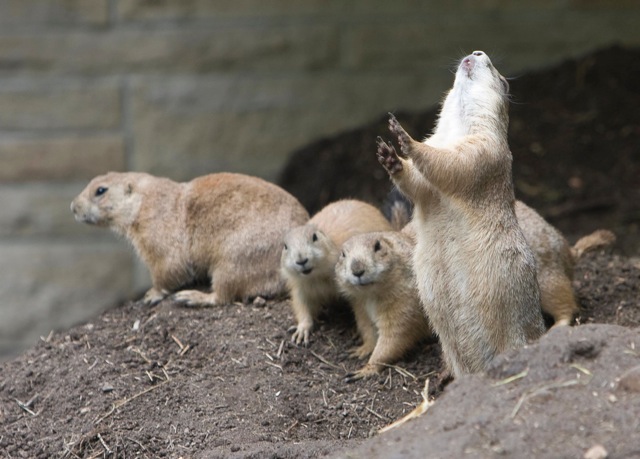 Prairie dogs jump yip display