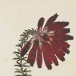 an illustration of a red flower for an old botanical book