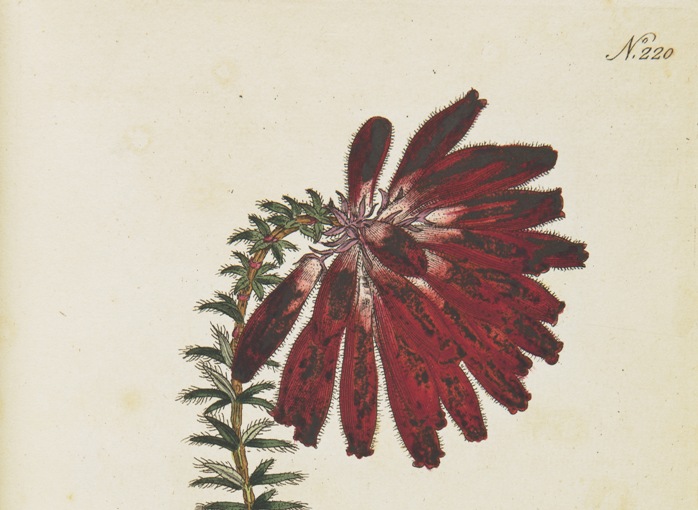 an illustration of a red flower for an old botanical book