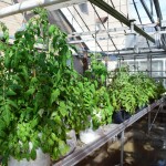 greenhouse agriculture plants
