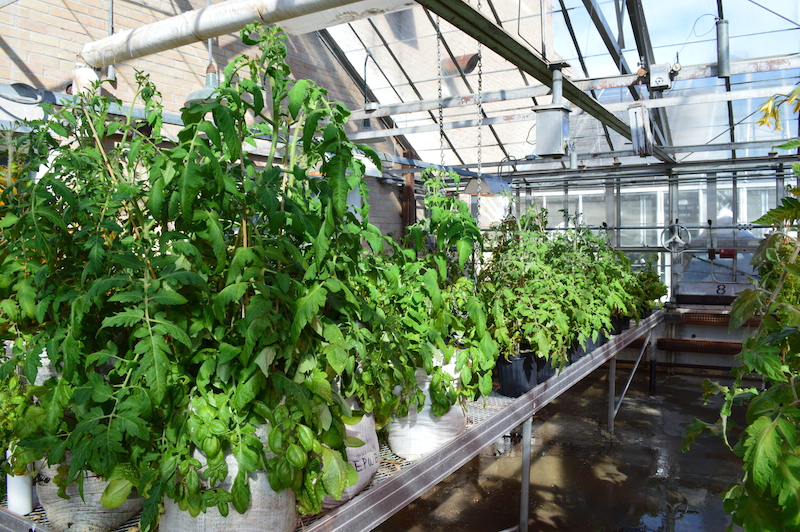 greenhouse agriculture plants