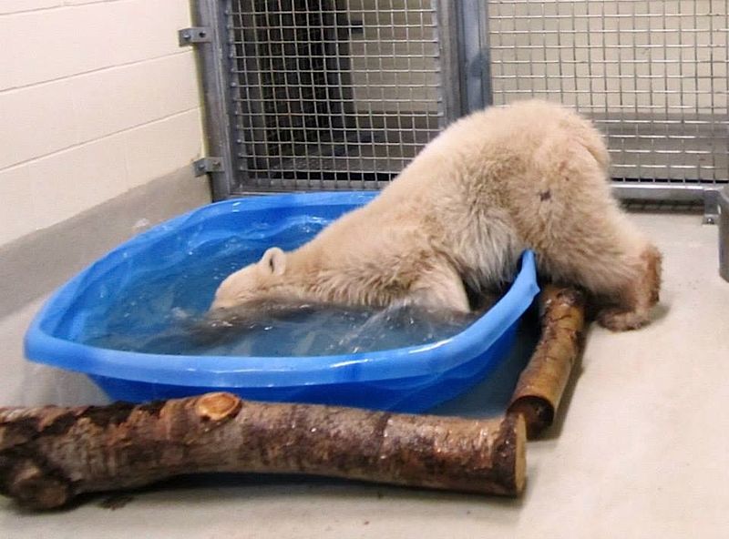 Two polar bears coming to new habitat at the Calgary Zoo