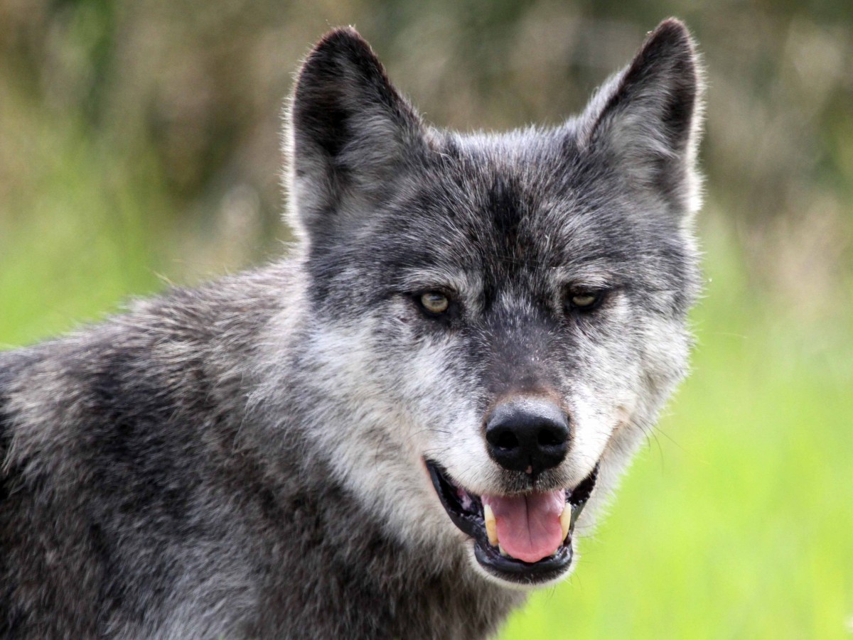 A grey wolf