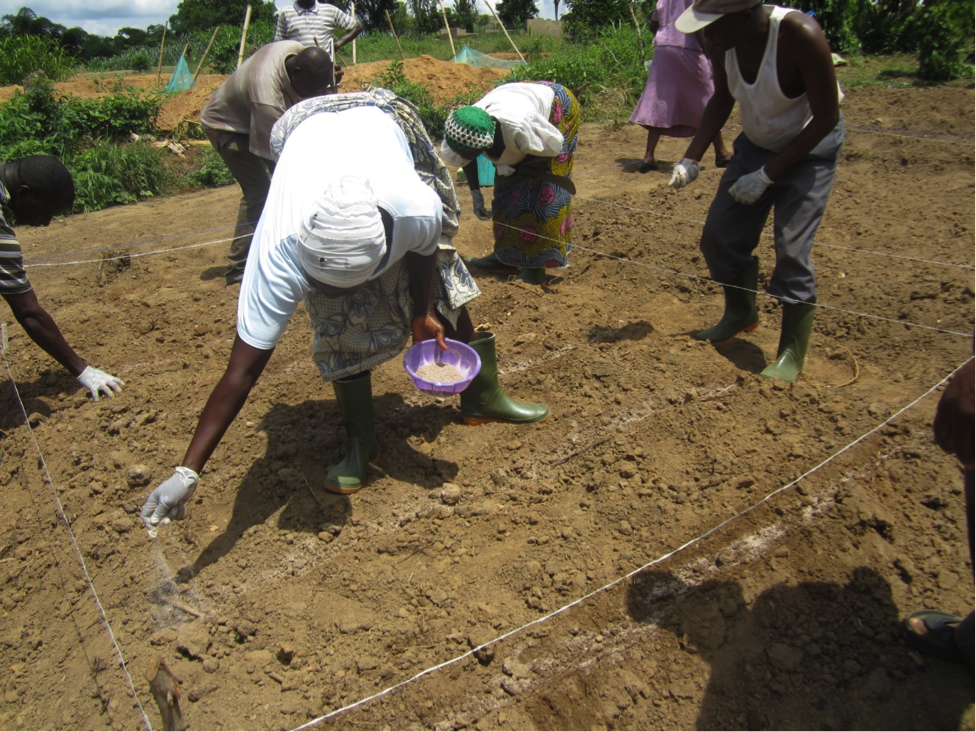 Farmers establishing experiment plot at Akaran, Ibadan, Oyo State. This study compared drilling with broadcasting methods of planting indigenous vegetable.