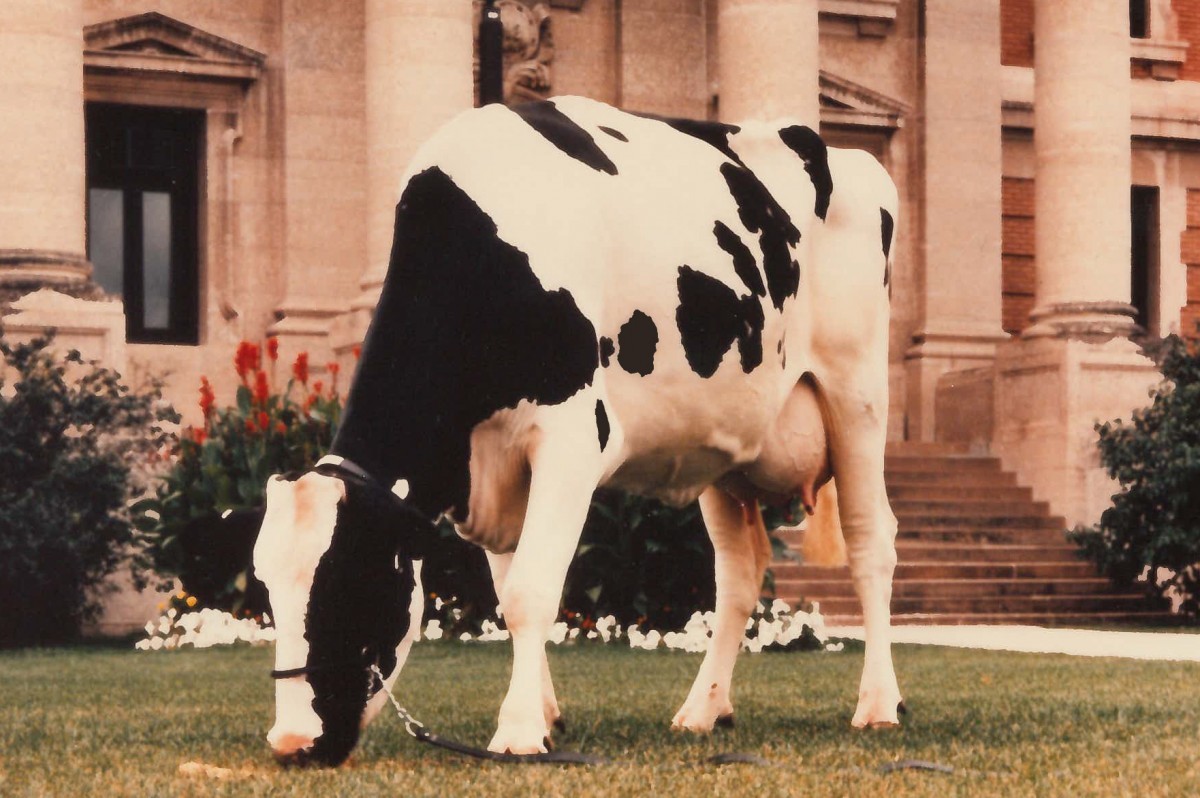 Cow in front of Admin