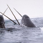Narwhals breach the water. / Photo: Glenn Williams - National Institute of Standards and Technology, Wikimedia Commons