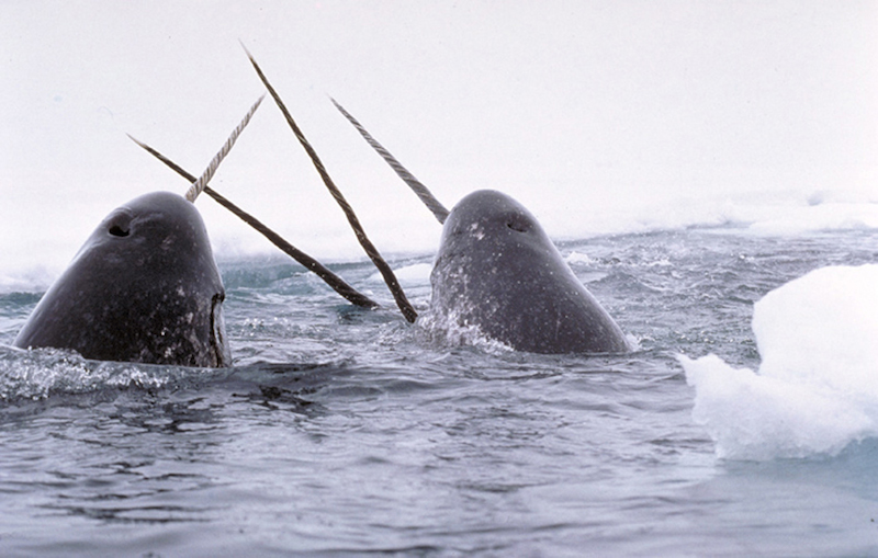 Narwhals breach the water. / Photo: Glenn Williams - National Institute of Standards and Technology, Wikimedia Commons