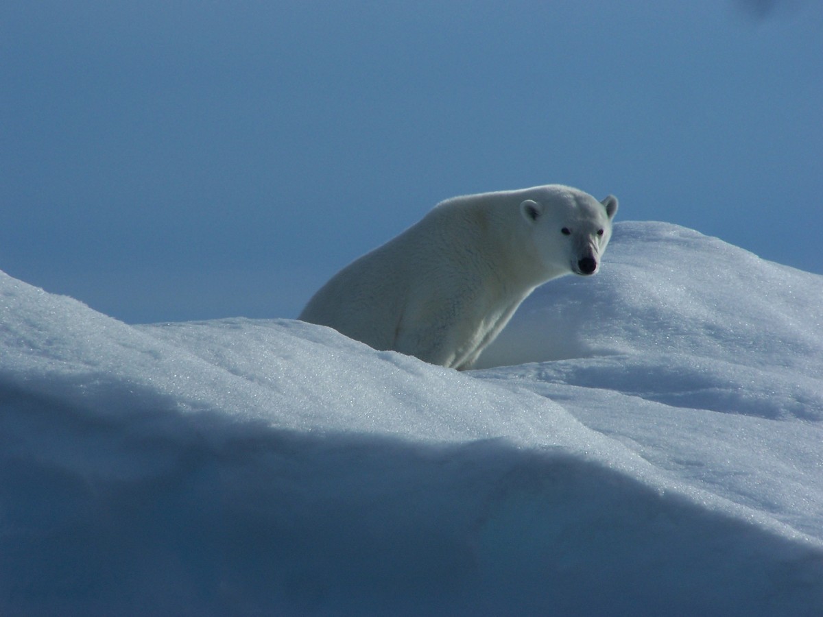 A polar bear in the Arctic.