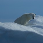 A polar bear in the Arctic.