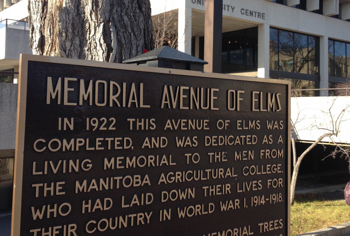 Remembrance Day: Avenue of Elms