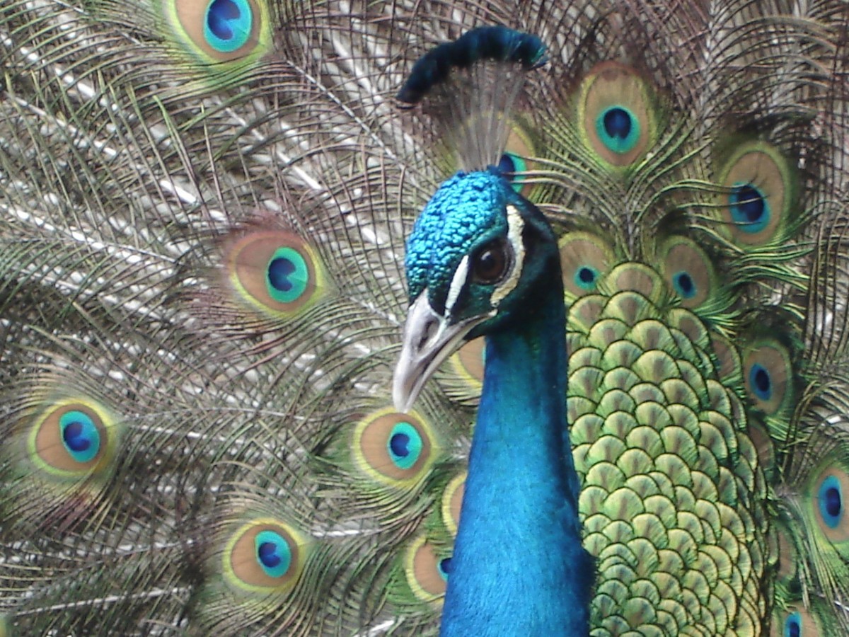 UM Today | Faculty of Science | BBC: The inaudible rumblings of peacock  tails