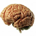 a human brain