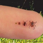 Blacklegged ticks on a finger
