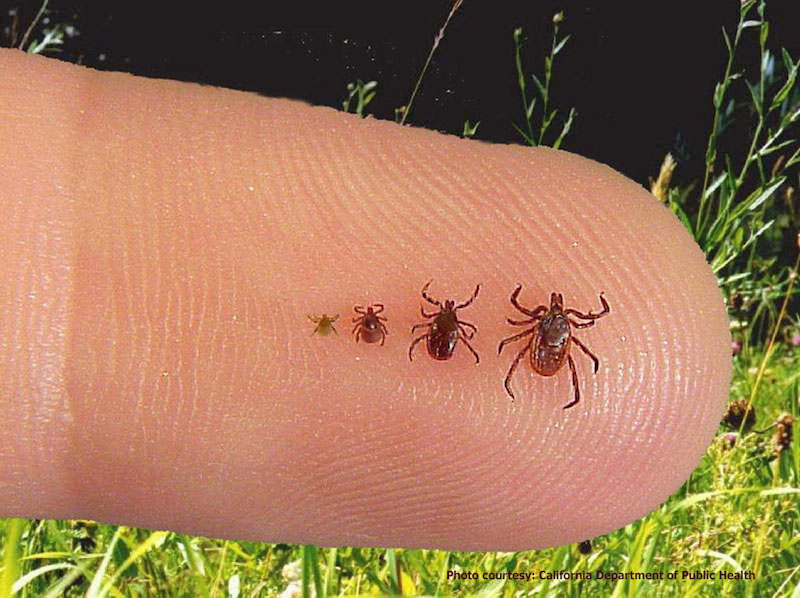 Blacklegged ticks on a finger