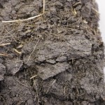 a sample of Manitoba's newdale soil