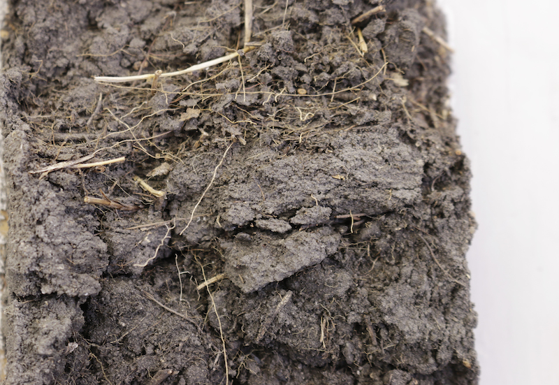 a sample of Manitoba's newdale soil