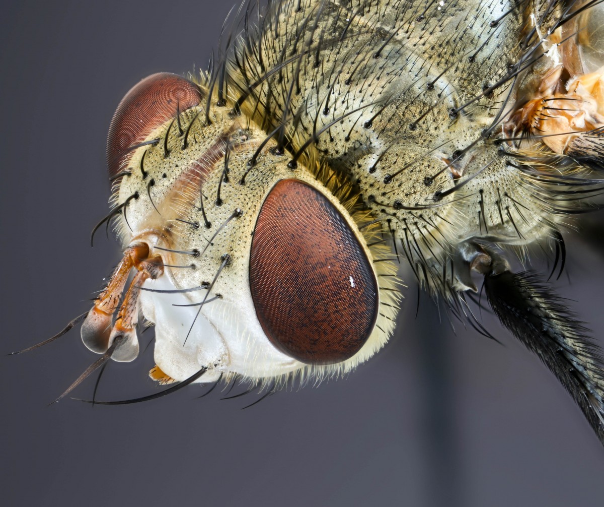 Tachinid fly