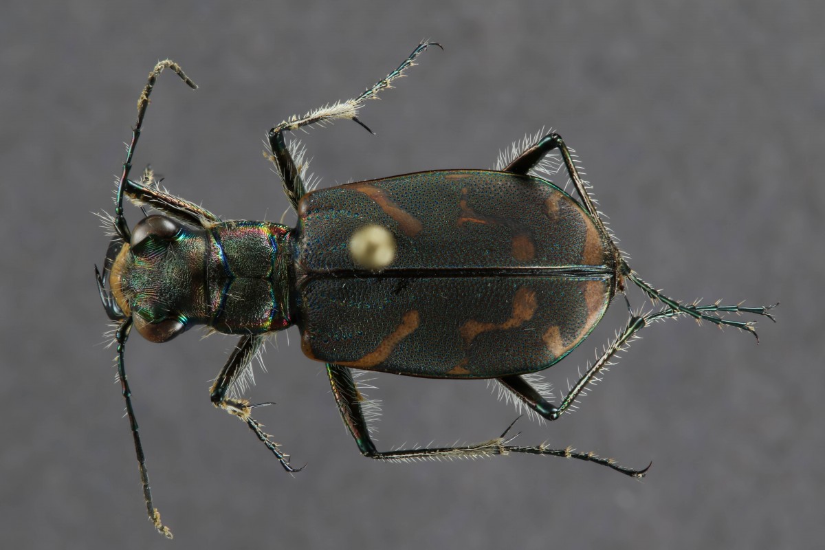 Tiger beetle