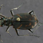 Tiger beetle