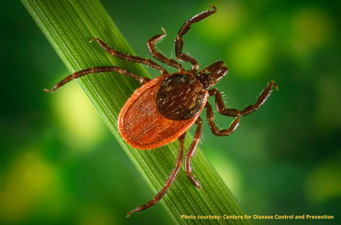 Black legged tick