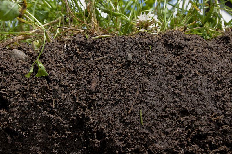 a cross section of dark, rich soil