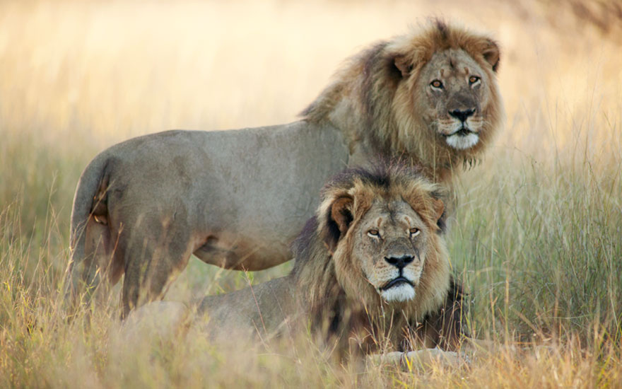 Cecil the Lion // Photo: Brent Stapelkamp, researcher, Oxford University