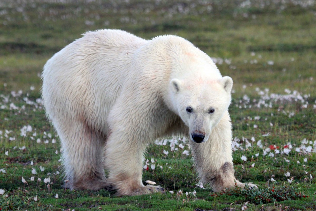 polar bear