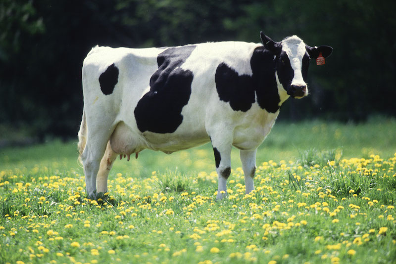 a cow stands in a field