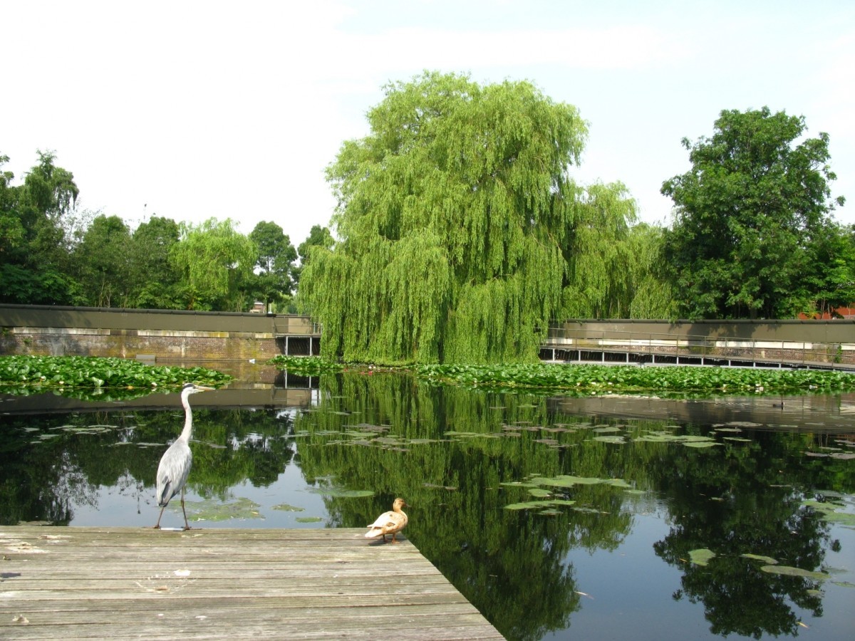 Westergasfabrik, Water garden in excavated gasholder, Amsterdam // Photo: Alan Tate, Great City Parks