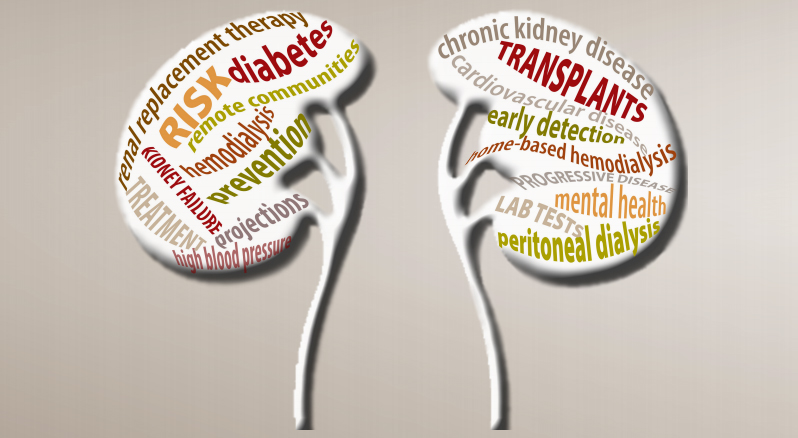 mchp kidney study image