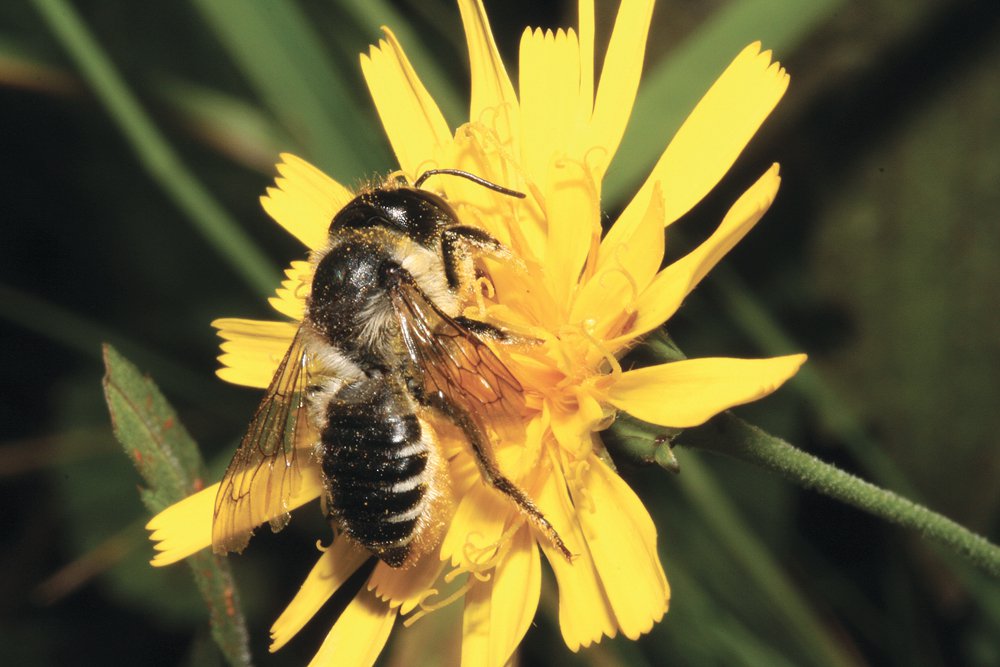 Solitary nesting bees, like this native leafcutter bee, will get better houses that will augment their numbers through a University of Manitoba open competition.