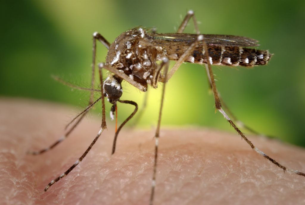 Aedes aegypti mosquito Date: 2006 Content credits: Prof. Frank Hadley Collins, Dir., Cntr. for Global Health and Infectious Diseases, Univ. of Notre Dame